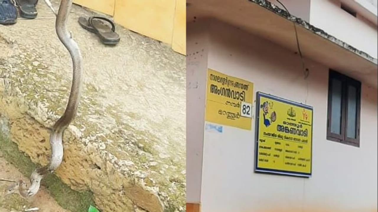 അങ്കണവാടിയിൽ പാമ്പ്, അതിഥിയെ കണ്ട് എന്ത് ചെയ്യുമെന്നറിയാതെ ടീച്ചറും കുട്ടികളും; പിന്നെ സംഭവിച്ചത്.! അങ്കണവാടിയിൽ പാമ്പ്, അതിഥിയെ കണ്ട് എന്ത് ചെയ്യുമെന്നറിയാതെ ടീച്ചറും കുട്ടികളും; പിന്നെ സംഭവിച്ചത്.!