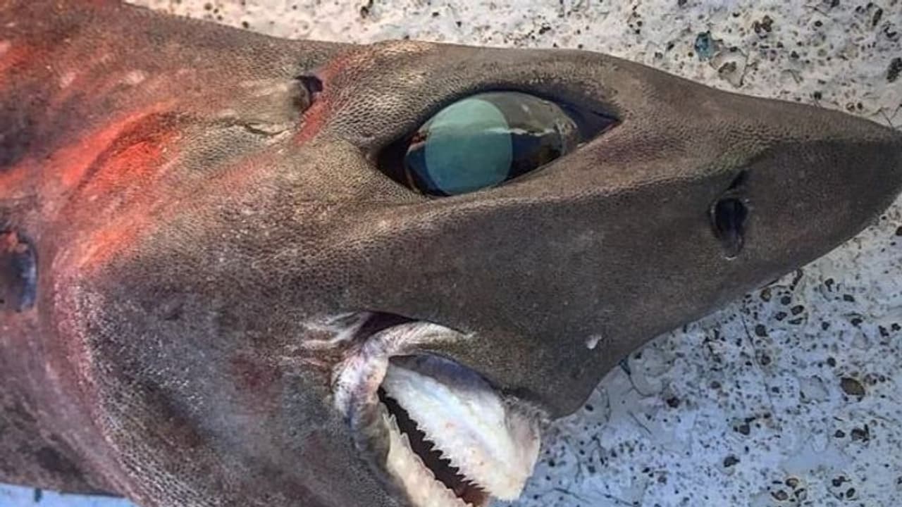 मछली पकड़ते समय मछुआरे के जाल में फंसी भयानक शार्क.. जानिए कहां का है मामला 