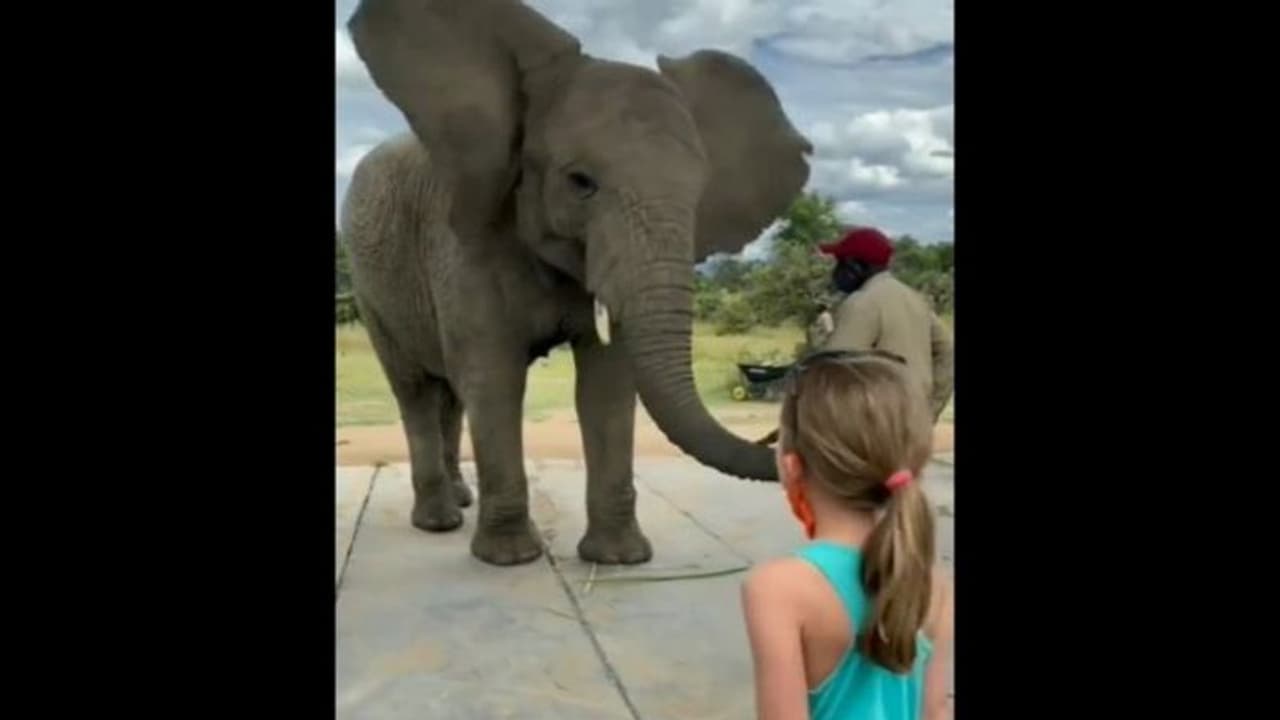 हाथी ने कान फड़फड़ाते हुए किया छोटी बच्ची के डांस की नकल, वीडियो देखिए और बताइए किसने अच्छा किया हाथी ने कान फड़फड़ाते हुए किया छोटी बच्ची के डांस की नकल, वीडियो देखिए और बताइए किसने अच्छा किया