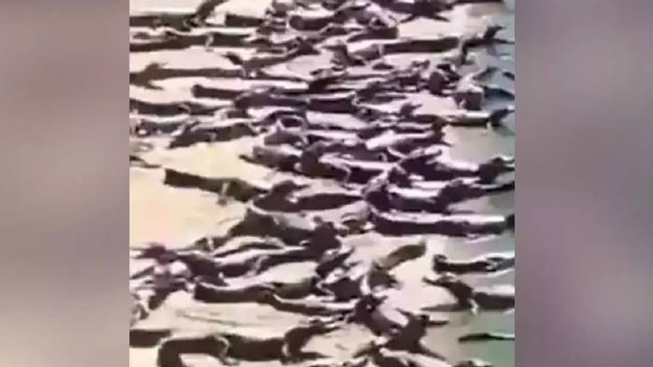 വെയിൽ കാഞ്ഞ് തീരത്ത് നൂറുകണക്കിന് മുതലകൾ; വൈറലായി ഭയപ്പെടുത്തുന്ന വീഡിയോ വെയിൽ കാഞ്ഞ് തീരത്ത് നൂറുകണക്കിന് മുതലകൾ; വൈറലായി ഭയപ്പെടുത്തുന്ന വീഡിയോ