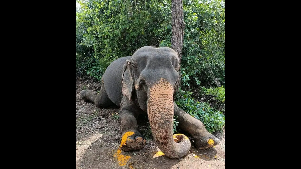 விதியை மீறி அதிவேகமாக வந்த விரைவு ரயில்? பரிதாபமாக துடிதுடித்து உயிரிழந்த காட்டு யானை ஆர்வலர்கள் ஆவேசம்