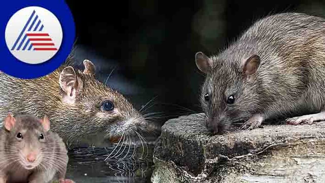 ಮನೆಗೆ ಬಂದ ಮೂಷಿಕನನ್ನು ಓಡಿಸೋದು ಹೇಗೆ? ಮನೆಗೆ ಬಂದ ಮೂಷಿಕನನ್ನು ಓಡಿಸೋದು ಹೇಗೆ?