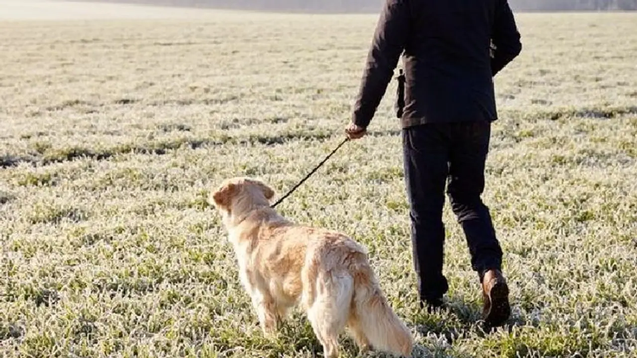 വളർത്തുനായ്ക്കളുമായി നടക്കാനിറങ്ങുമ്പോൾ ഇക്കാര്യങ്ങൾ ശ്രദ്ധിക്കണേ...