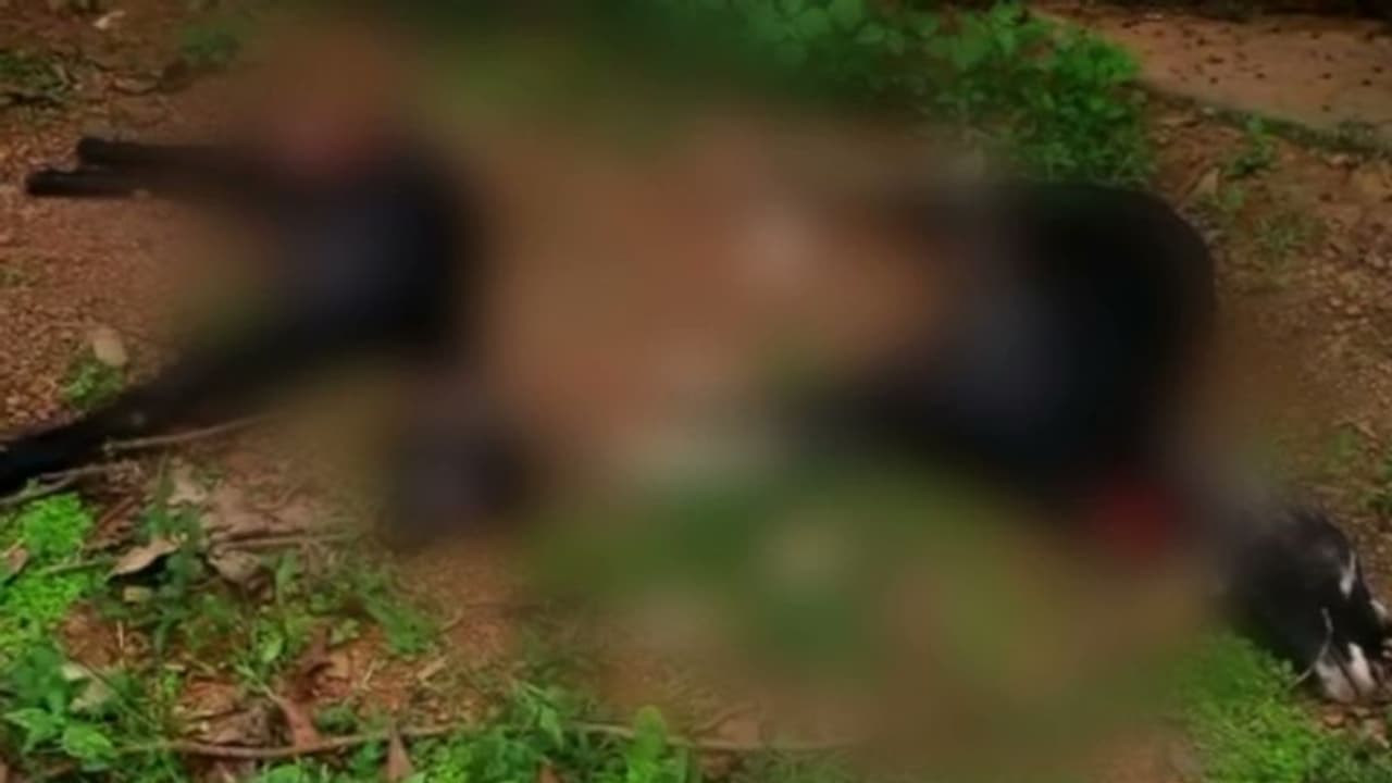 ആലപ്പുഴയിൽ തെരുവ് നായ 7 വയസുള്ള കുട്ടിയെ ആക്രമിച്ചു, അമ്മക്കും കടിയേറ്റു; ആശുപത്രിയിൽ, പ്ലാസ്റ്റിക് സർജറി വേണം ആലപ്പുഴയിൽ തെരുവ് നായ 7 വയസുള്ള കുട്ടിയെ ആക്രമിച്ചു, അമ്മക്കും കടിയേറ്റു; ആശുപത്രിയിൽ, പ്ലാസ്റ്റിക് സർജറി വേണം