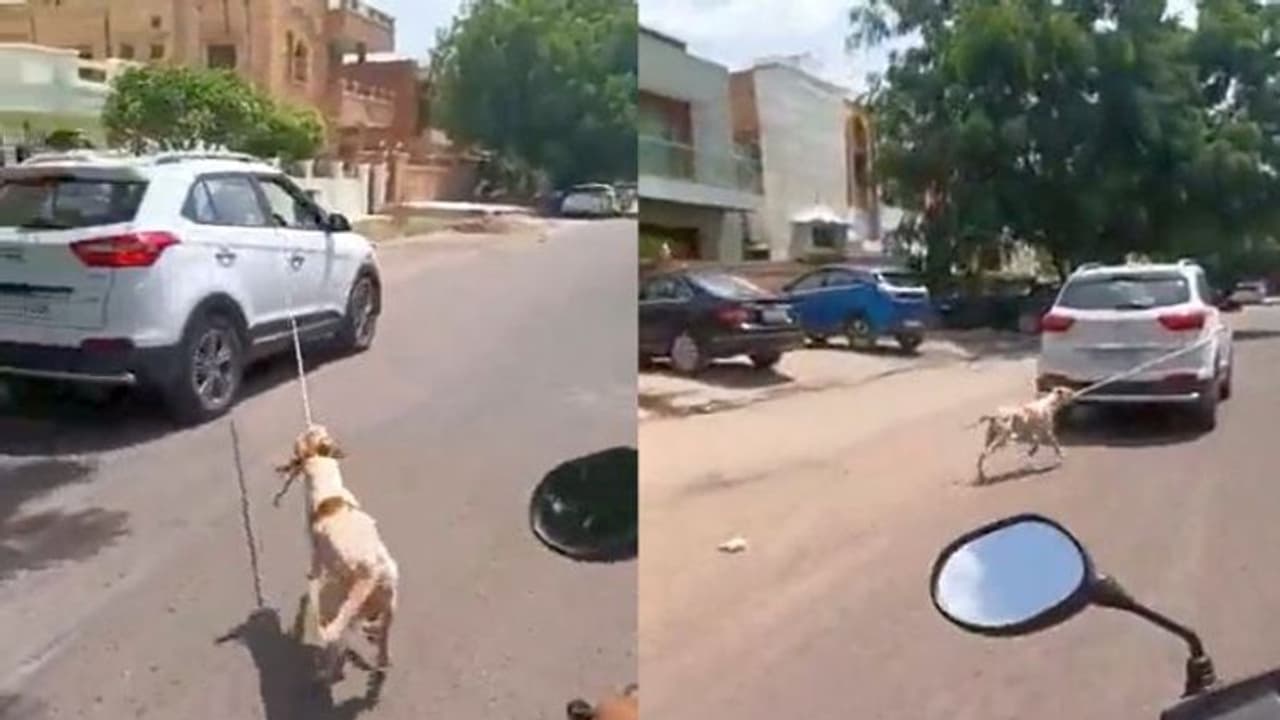 Surgeon booked for tying stray dog to car, dragging it along road in Jodhpur
