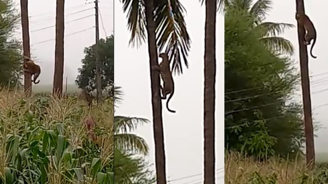 ಎಳನೀರು ಬೇಕಿತ್ತೆ... ತೆಂಗಿನ ಮರವೇರಿದ ಚಿರತೆ viral video 