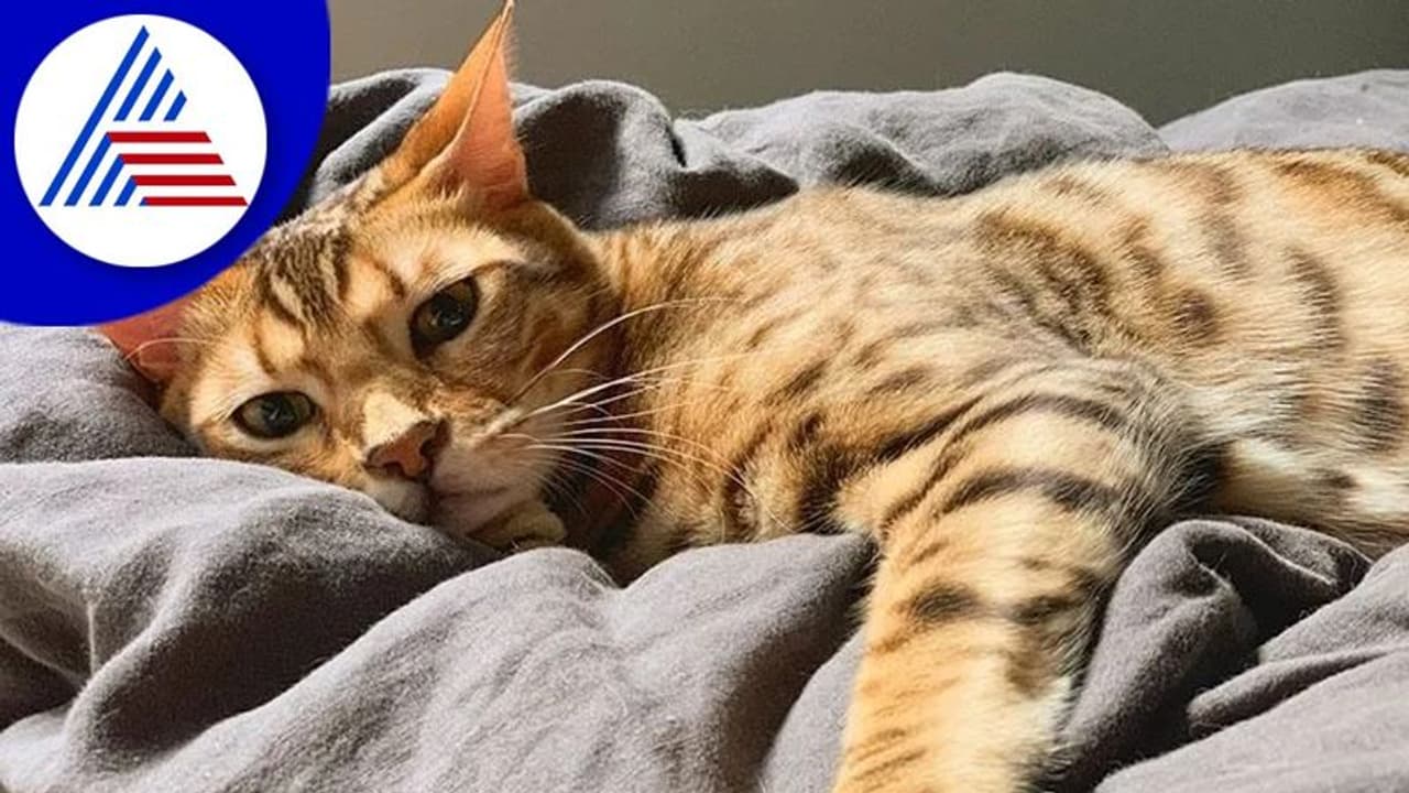 Astrology Tips: ಬೆಕ್ಕು ಅಳೋದು ಅಶುಭದ ಸಂಕೇತ ಯಾಕೆ ಗೊತ್ತಾ? Astrology Tips: ಬೆಕ್ಕು ಅಳೋದು ಅಶುಭದ ಸಂಕೇತ ಯಾಕೆ ಗೊತ್ತಾ?