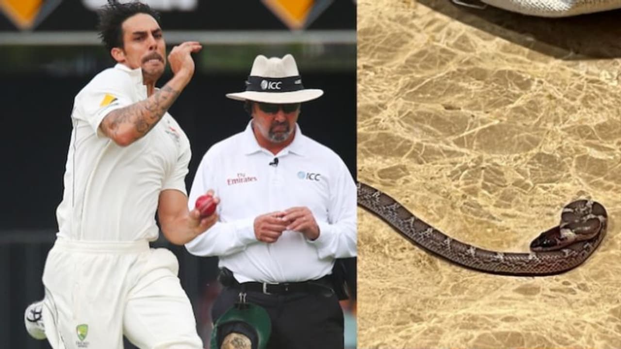 ಮಿಚೆಲ್ ಜಾನ್ಸನ್ ಕೋಣೆಯಲ್ಲಿ ಹಾವು ಪತ್ತೆ..! ನಿಮಗೆ ಈ ಹಾವು ಗೊತ್ತೇ ಎಂದು ಪ್ರಶ್ನಿಸಿದ ಆಸೀಸ್ ಕ್ರಿಕೆಟಿಗ ಮಿಚೆಲ್ ಜಾನ್ಸನ್ ಕೋಣೆಯಲ್ಲಿ ಹಾವು ಪತ್ತೆ..! ನಿಮಗೆ ಈ ಹಾವು ಗೊತ್ತೇ ಎಂದು ಪ್ರಶ್ನಿಸಿದ ಆಸೀಸ್ ಕ್ರಿಕೆಟಿಗ