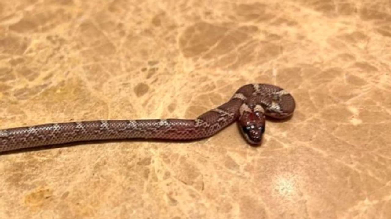 ভারতের খেলতে এসে অস্ট্রেলিয়ারের ক্রিকেটারের রুমে ভয়ঙ্কর সাপ, তারপর কী হল ভারতের খেলতে এসে অস্ট্রেলিয়ারের ক্রিকেটারের রুমে ভয়ঙ্কর সাপ, তারপর কী হল