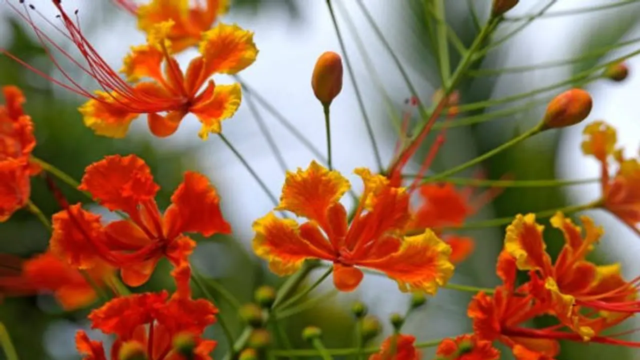 ঘরে ময়ূরপঙ্খীর মতো দেখতে এই গাছটি লাগান, পরিবারে মিলবে এই সুফল