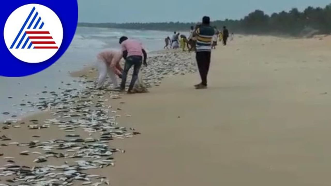 Udupi; ಮಲ್ಪೆ ತೊಟ್ಟಂನಲ್ಲಿ ದಡಕ್ಕೆ ಬಂದು ಬಿದ್ದ ಲಕ್ಷಾಂತರ ಬೂತಾಯಿ ಮೀನು!