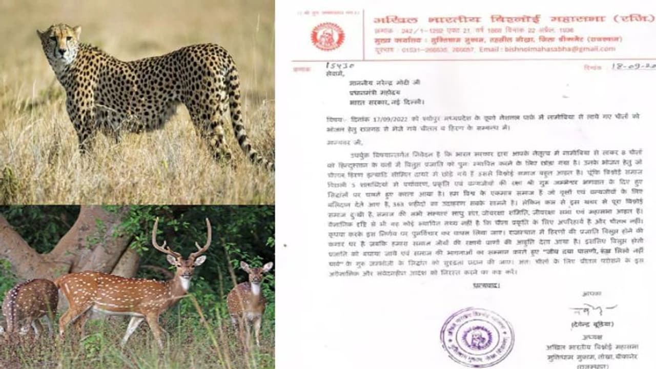 पीएम के जन्मदिन पर उपहार में आए चीतों के भोजन पर संकट के बादल, इस समाज ने भावुक पत्र लिखकर की ये अर्जी पीएम के जन्मदिन पर उपहार में आए चीतों के भोजन पर संकट के बादल, इस समाज ने भावुक पत्र लिखकर की ये अर्जी
