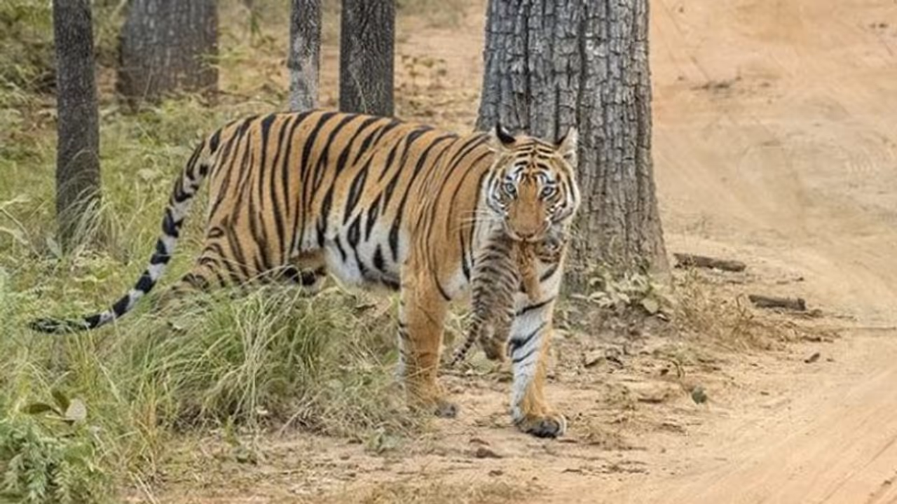 Amidst ‘Project Cheetah’ celebrations, MP loses yet another tiger