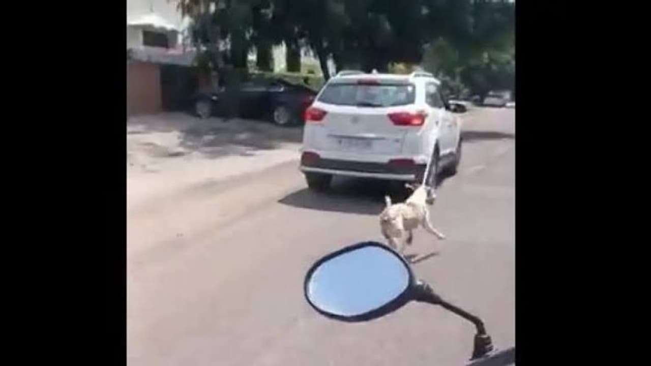 വായില് തുണി തിരുകി നായയെ കാറിന് പിന്നിൽ കെട്ടിവലിച്ചിഴച്ച് സര്ക്കാര് ഡോക്ടര്! വായില് തുണി തിരുകി നായയെ കാറിന് പിന്നിൽ കെട്ടിവലിച്ചിഴച്ച് സര്ക്കാര് ഡോക്ടര്!