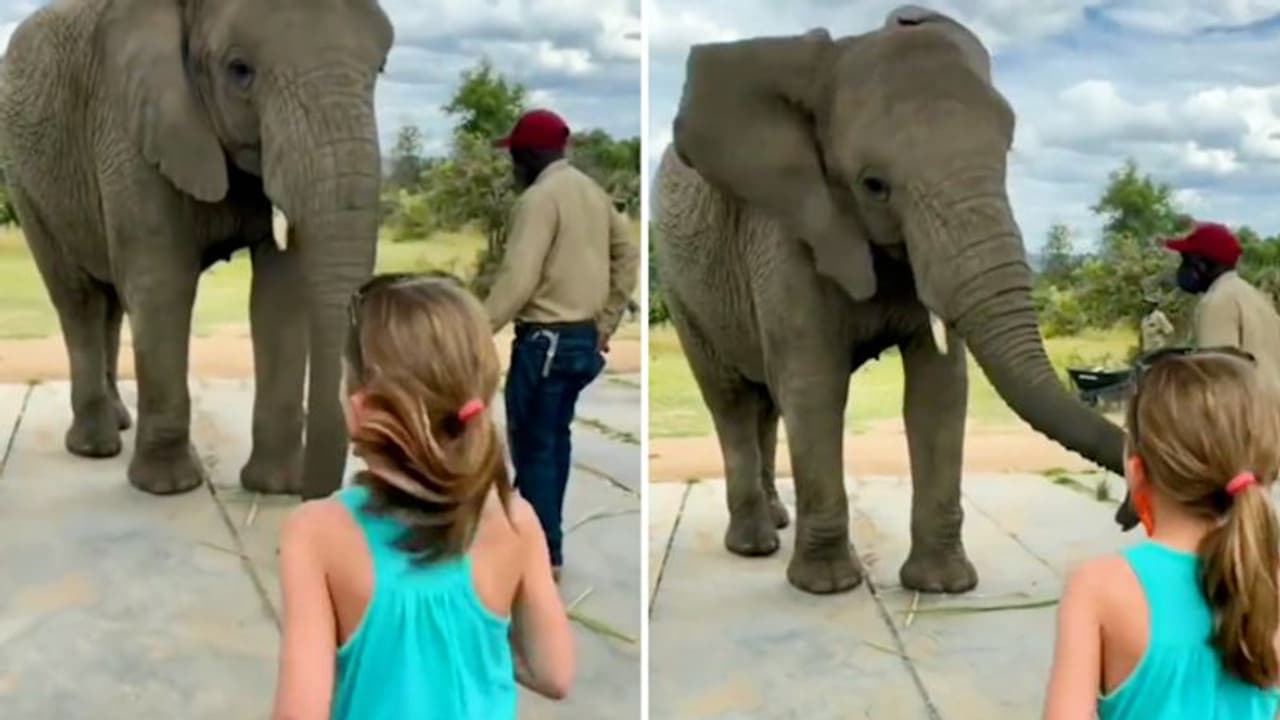 Watch: Elephant mimicking little girl's dance steps goes viral; Netizens react