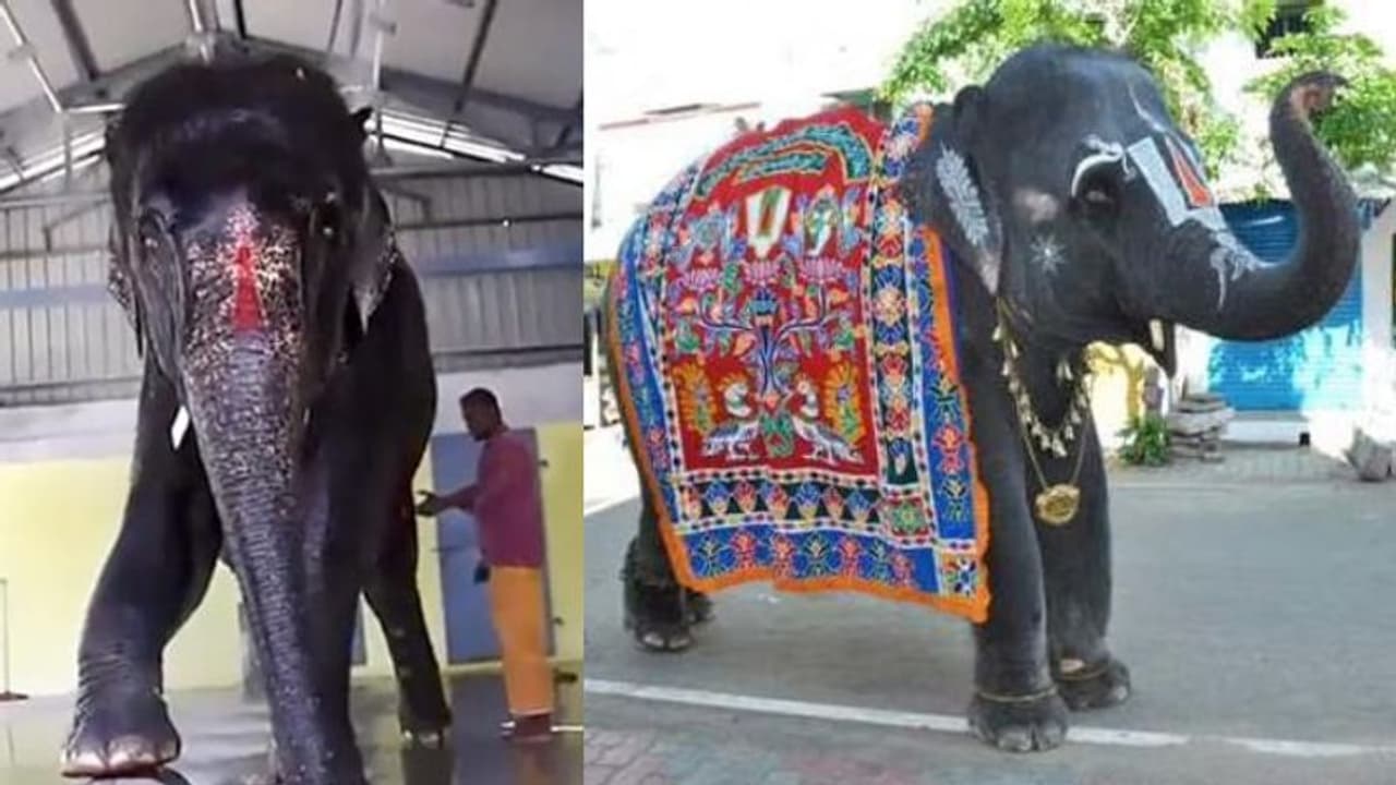 പിടിയാനയെ ചൊല്ലി അസവും തമിഴ്നാടും തമ്മിൽ തർക്കം; വാർത്തകളിൽ താരമായി ജോയ്മാല പിടിയാനയെ ചൊല്ലി അസവും തമിഴ്നാടും തമ്മിൽ തർക്കം; വാർത്തകളിൽ താരമായി ജോയ്മാല