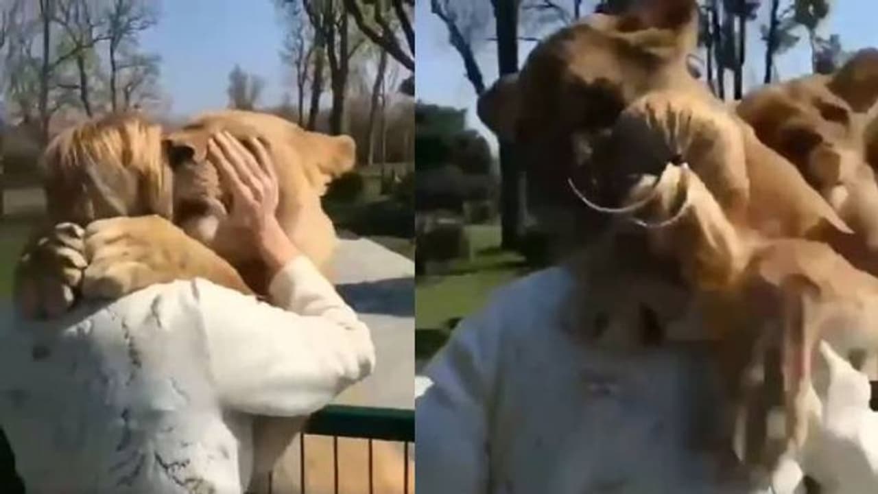 അവിശ്വസനീയം, ഓടിവന്ന് സ്നേഹത്തോടെ യുവതിയെ പുണരുന്ന രണ്ട് സിംഹങ്ങൾ, വീഡിയോ