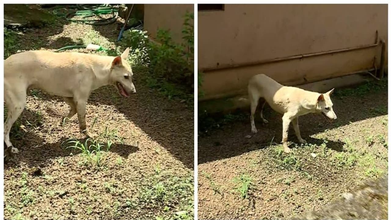 പേവിഷ ബാധ സംശയിക്കുന്ന നായ വീട്ടുവളപ്പിൽ കയറി; വീടിന്റെ ഗേറ്റ് പൂട്ടി വീട്ടുകാര്, പിടികൂടാൻ ശ്രമം പേവിഷ ബാധ സംശയിക്കുന്ന നായ വീട്ടുവളപ്പിൽ കയറി; വീടിന്റെ ഗേറ്റ് പൂട്ടി വീട്ടുകാര്, പിടികൂടാൻ ശ്രമം