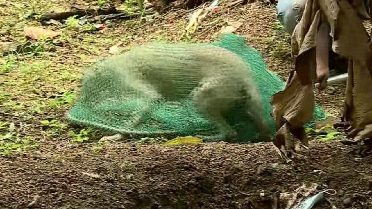 കുമളിയിൽ ഏഴ് പേർക്ക് തെരുവ് നായയുടെ കടിയേറ്റു; പത്തനംതിട്ടയിൽ കുമളിയിൽ ഏഴ് പേർക്ക് തെരുവ് നായയുടെ കടിയേറ്റു; പത്തനംതിട്ടയിൽ