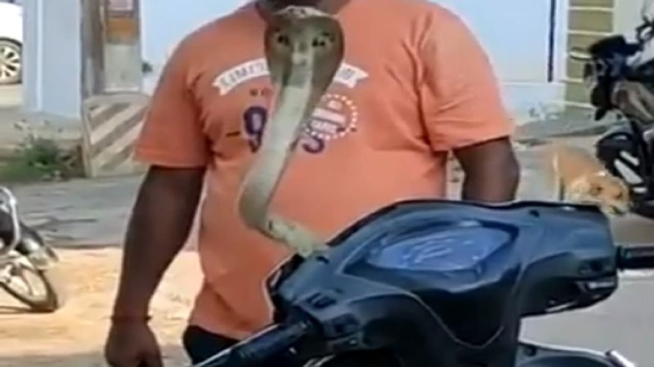 स्कूटी में छिपे कोबरे को निकालने जो ट्रिक अपनाई वो थी बेहद खतरनाक, अधिकारी ने लगा दी क्लास स्कूटी में छिपे कोबरे को निकालने जो ट्रिक अपनाई वो थी बेहद खतरनाक, अधिकारी ने लगा दी क्लास