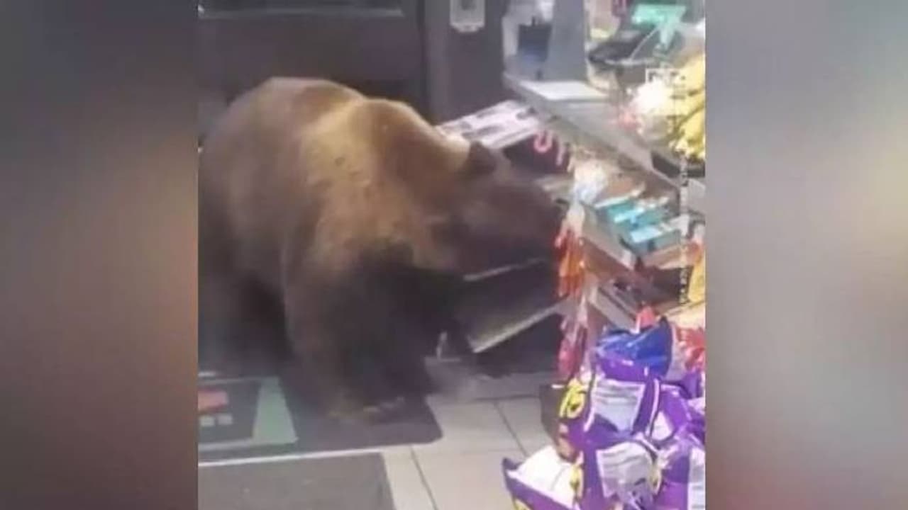 സൂപ്പർ മാർക്കറ്റിൽ കരടി, കാൻഡി എടുത്ത് വന്നതുപോലെ തിരികെ പോയി