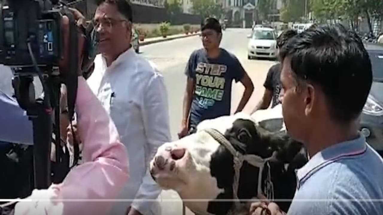 ఆవును అసెంబ్లీకి తీసుకొచ్చిన రాజస్థాన్ బీజేపీ ఎమ్మెల్యే.. ఎందుకంటే ? ఆవును అసెంబ్లీకి తీసుకొచ్చిన రాజస్థాన్ బీజేపీ ఎమ్మెల్యే.. ఎందుకంటే ?