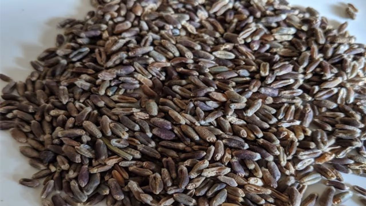 साधारण गेहूं से ज्यादा फायदेमंद होता है यह काला गेहूं, जानें इसके बेहतरीन फायदे साधारण गेहूं से ज्यादा फायदेमंद होता है यह काला गेहूं, जानें इसके बेहतरीन फायदे