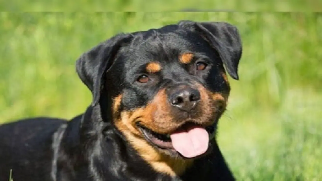  உஷார்! நாய் கடித்ததற்காக, 12 ஆண்டுகளுக்குப்பின் உரிமையாளருக்கு 3 மாத சிறை: நீதிமன்றம் தீர்ப்பு