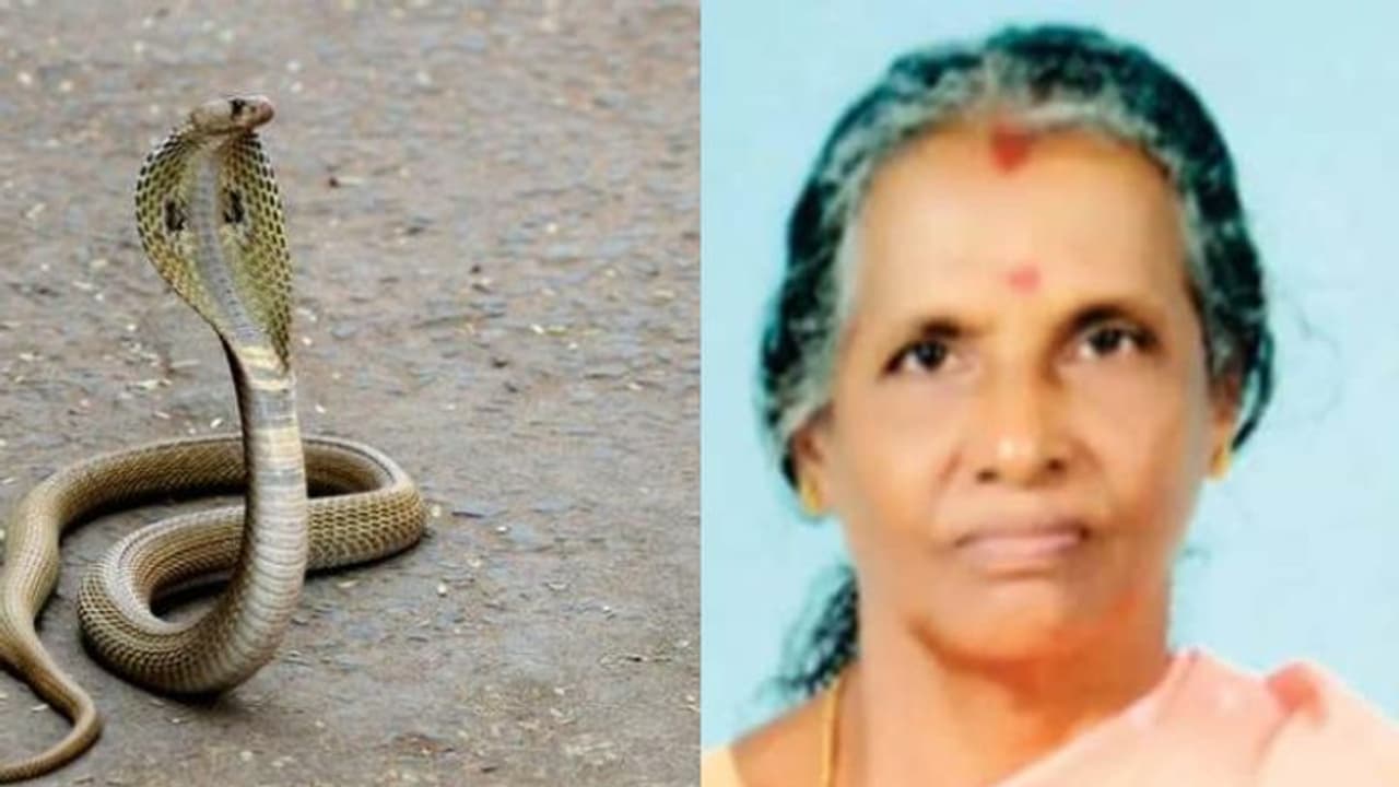 വിറകുപുരയില് തൂക്കിയിട്ട സഞ്ചിയില് കൈയിട്ടു, പാലക്കാട് പാമ്പുകടിയേറ്റ് സ്കൂൾ പാചകക്കാരി മരിച്ചു വിറകുപുരയില് തൂക്കിയിട്ട സഞ്ചിയില് കൈയിട്ടു, പാലക്കാട് പാമ്പുകടിയേറ്റ് സ്കൂൾ പാചകക്കാരി മരിച്ചു