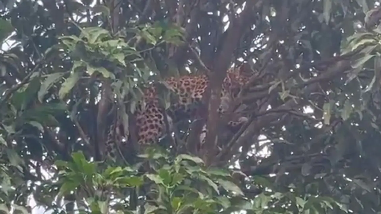 Leopard stuck on mango tree, rescued after eight long hours: watch video