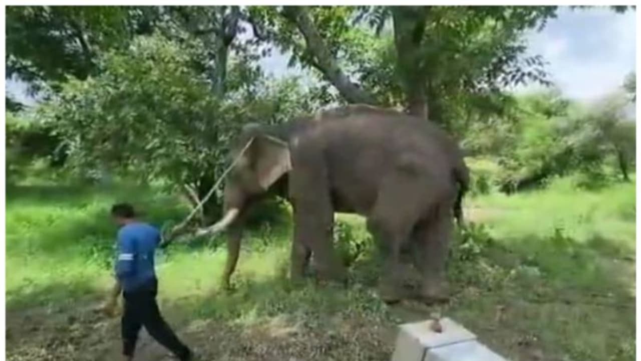  ചീറ്റപ്പുലികളുടെ സംരക്ഷണം ഏറ്റെടുത്ത് സിദ്ധ്നാഥും ലക്ഷ്മിയും; എന്താണ് ഈ ആനകൾ ചെയ്യുന്നത്?