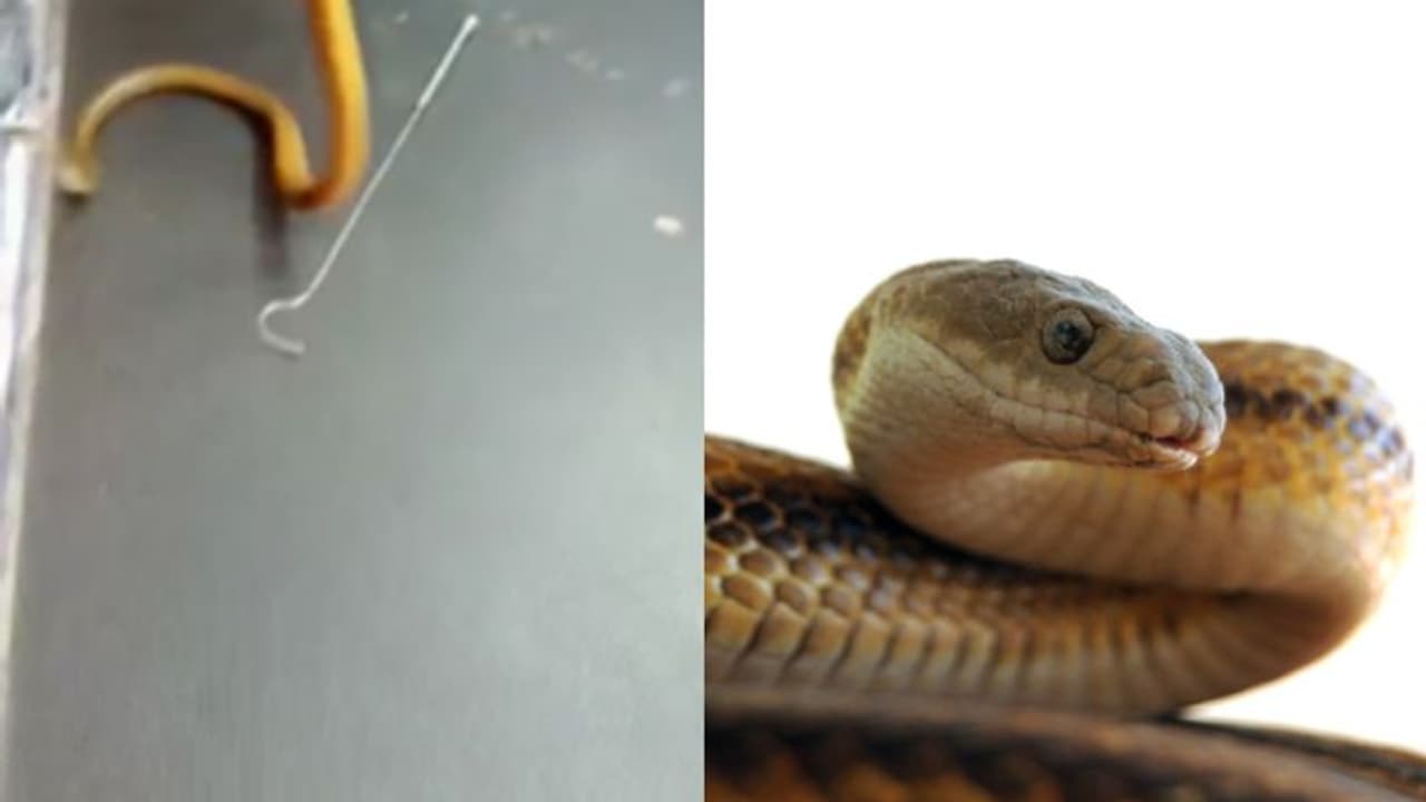 പാലക്കാട് തുണികൾ വച്ച ഷെൽഫിനിടയിൽ നിന്ന് തല നീട്ടി പാമ്പ്; പുറത്തേക്കോടി കടയുടമ, ഒടുവിൽ കണ്ടതൊരു 'പാവത്താനെ' പാലക്കാട് തുണികൾ വച്ച ഷെൽഫിനിടയിൽ നിന്ന് തല നീട്ടി പാമ്പ്; പുറത്തേക്കോടി കടയുടമ, ഒടുവിൽ കണ്ടതൊരു 'പാവത്താനെ'