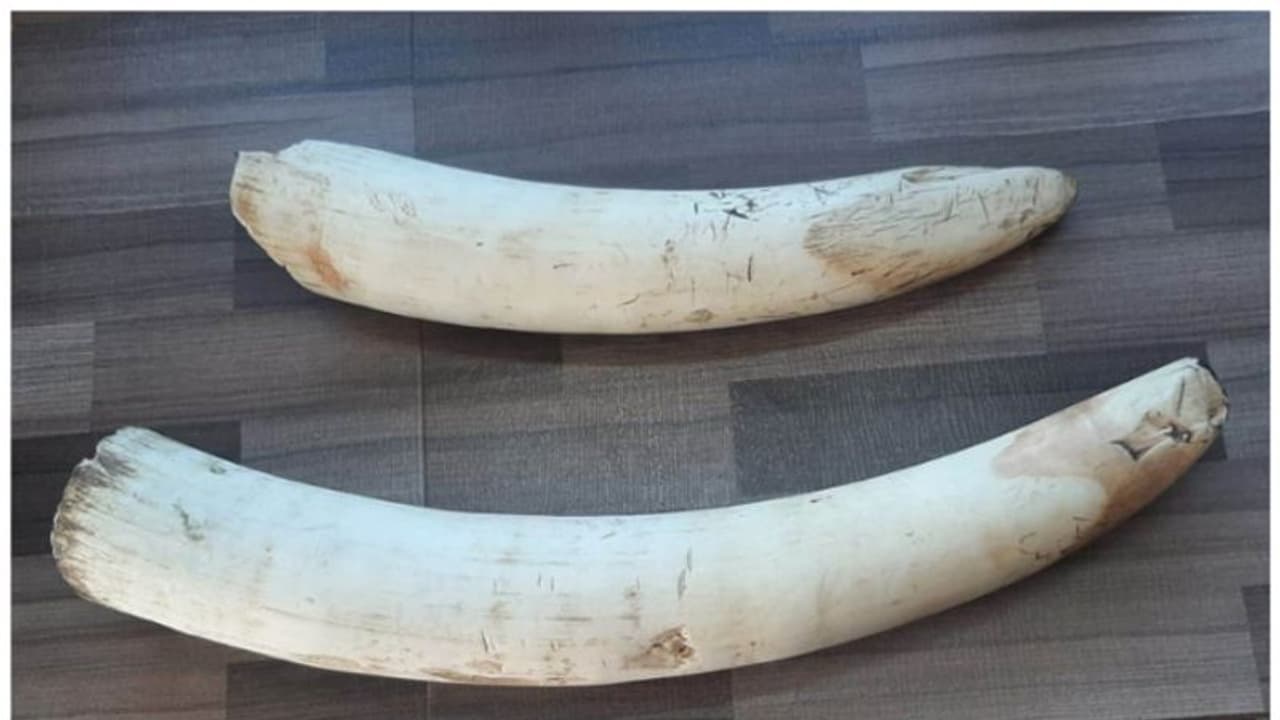 കട്ടപ്പനയിൽ നിന്ന് ആനക്കൊമ്പ് പിടികൂടിയ സംഭവം; പ്രതികളിലൊരാൾ പിടിയിൽ കട്ടപ്പനയിൽ നിന്ന് ആനക്കൊമ്പ് പിടികൂടിയ സംഭവം; പ്രതികളിലൊരാൾ പിടിയിൽ