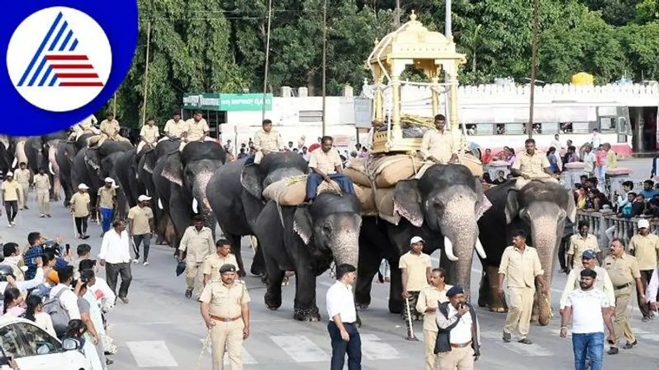 Mysore Dasara 2024: Govt bans making reels, taking photos with Jamboo savari elephants Mysore Dasara 2024: Govt bans making reels, taking photos with Jamboo savari elephants