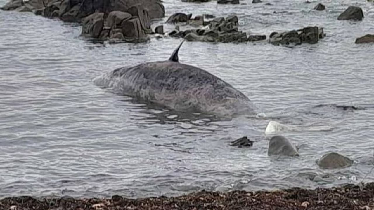 ദുരൂഹത തുടരുന്നു; 240 തിമിംഗലങ്ങള്‍ കൂടി തീരത്തടിഞ്ഞ് ചത്തു, അവശത കണ്ട് സഹിക്കവയ്യാതെ ചിലതിന് ദയാവധവും
