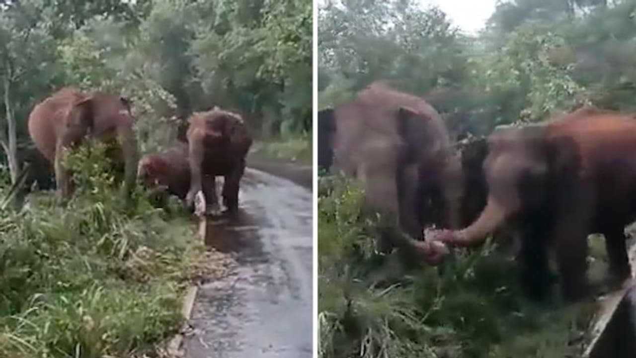 Watch: Elephants entangle their trunks to protect calf from humans; Netizens react