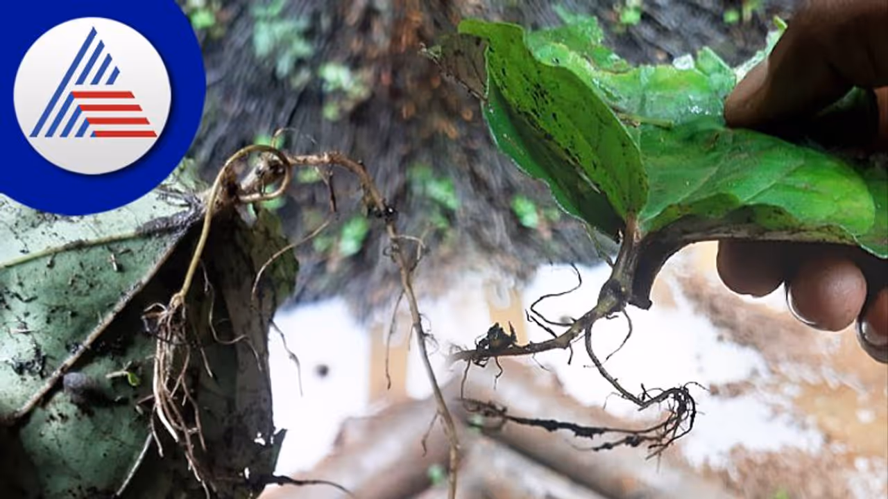 ಕೊರಗಜ್ಜನಿಗೆ ಪ್ರಾರ್ಥಿಸಿ ಇರಿಸಿದ್ದ ವೀಳ್ಯದೆಲೆಯಲ್ಲಿ ಬೇರು! ಕೊರಗಜ್ಜನಿಗೆ ಪ್ರಾರ್ಥಿಸಿ ಇರಿಸಿದ್ದ ವೀಳ್ಯದೆಲೆಯಲ್ಲಿ ಬೇರು!