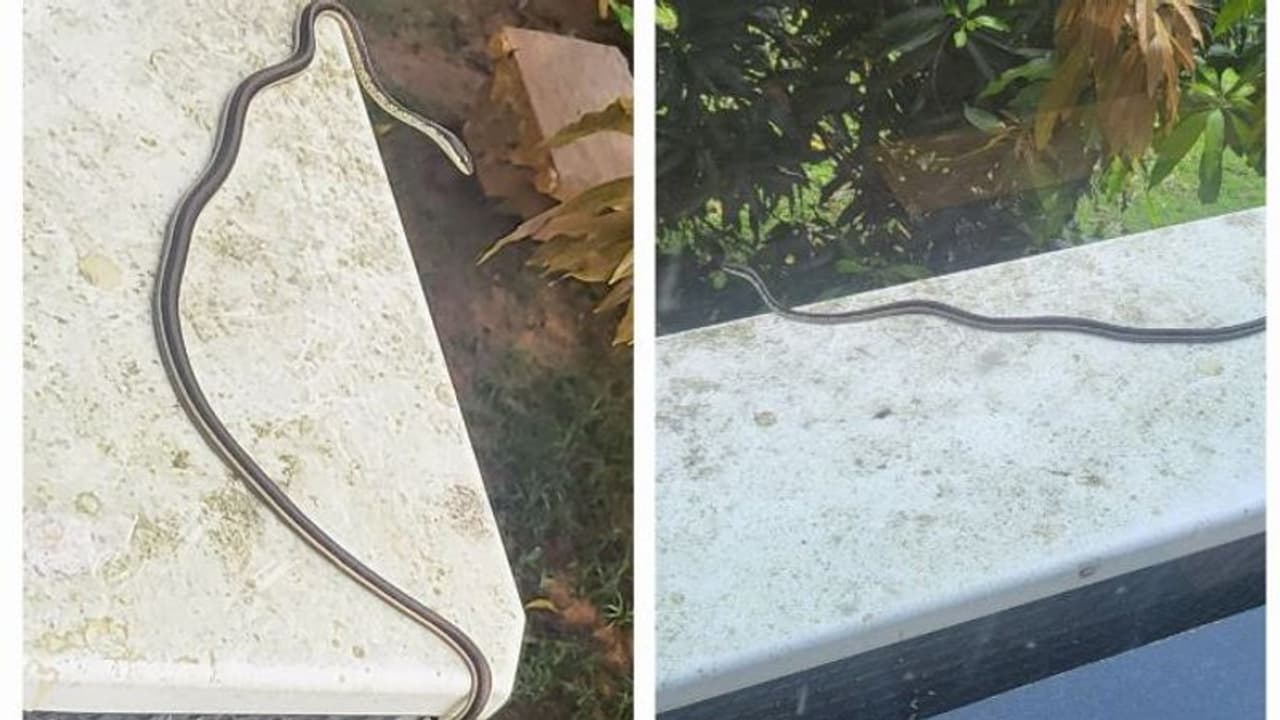 जिम के बाहर टहल रहा था स्लिम सांप, आईपीएस अफसर ने फोटो पोस्ट कर पूछा इसे यहां आने की जरूरत क्यों पड़ गई 