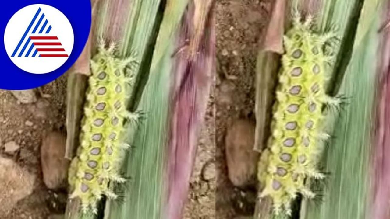 Gadag: ಡೋಣಿ ಭಾಗದಲ್ಲಿ ಆತಂಕ ಮೂಡಿಸಿದ ಕೀಟ: ಇದನ್ನ ಸ್ಪರ್ಶಿಸಿದರೆ ವಾಂತಿ, ದೇಹದಲ್ಲಿ ತುರಿಕೆ Gadag: ಡೋಣಿ ಭಾಗದಲ್ಲಿ ಆತಂಕ ಮೂಡಿಸಿದ ಕೀಟ: ಇದನ್ನ ಸ್ಪರ್ಶಿಸಿದರೆ ವಾಂತಿ, ದೇಹದಲ್ಲಿ ತುರಿಕೆ