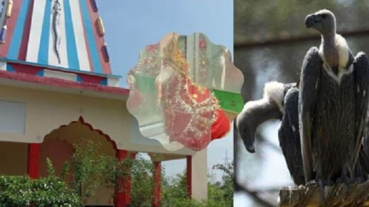 यूपी का एक ऐसा मंदिर जहां गिद्ध के जोड़े की पूजा करने से पूरी होती है मन की मुराद यूपी का एक ऐसा मंदिर जहां गिद्ध के जोड़े की पूजा करने से पूरी होती है मन की मुराद