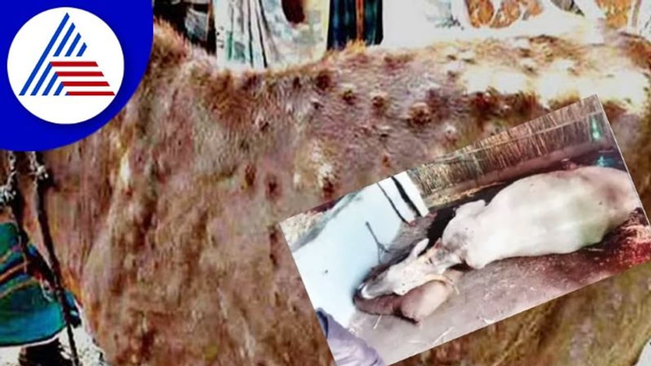 ಜಾನುವಾರು ಜೀವ ಹಿಂಡುತ್ತಿದೆ Lumpy Skin disease! 