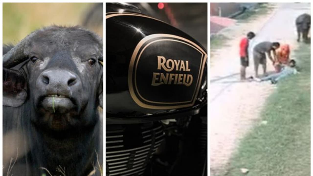 പോത്തിനെന്ത് റോയല് എൻഫീല്ഡ്? ബുള്ളറ്റ് യാത്രികനെ കുത്തിമറിക്കുന്ന ഞെട്ടിക്കും ദൃശ്യങ്ങള്.. പോത്തിനെന്ത് റോയല് എൻഫീല്ഡ്? ബുള്ളറ്റ് യാത്രികനെ കുത്തിമറിക്കുന്ന ഞെട്ടിക്കും ദൃശ്യങ്ങള്..