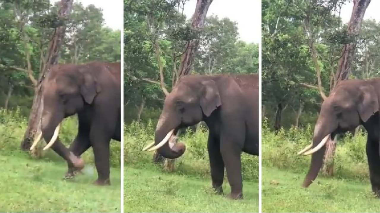 ಆನೆ ಪ್ಲಾಸ್ಟಿಕ್ ತಿನ್ನುತ್ತಿರುವ ವಿಡಿಯೋ ವೈರಲ್: ಎಲ್ಲೆಂದರಲ್ಲಿ ಪ್ಲಾಸ್ಟಿಕ್ ಬಿಸಾಕುವುದಕ್ಕೆ ಆಕ್ರೋಶ