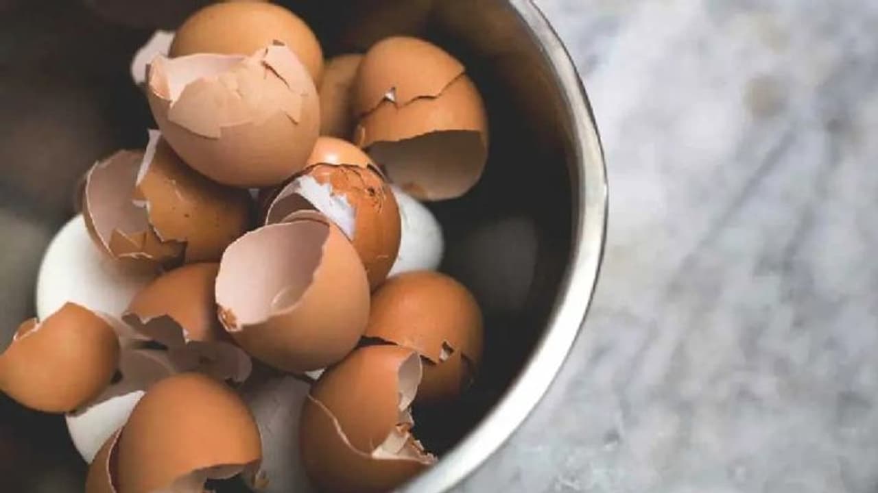 മുട്ടത്തോട് കൊണ്ട് ടൂത്ത്പേസ്റ്റ്? ; മുട്ടത്തോട് കൊണ്ടുള്ള 8 ഉപയോഗങ്ങള്‍