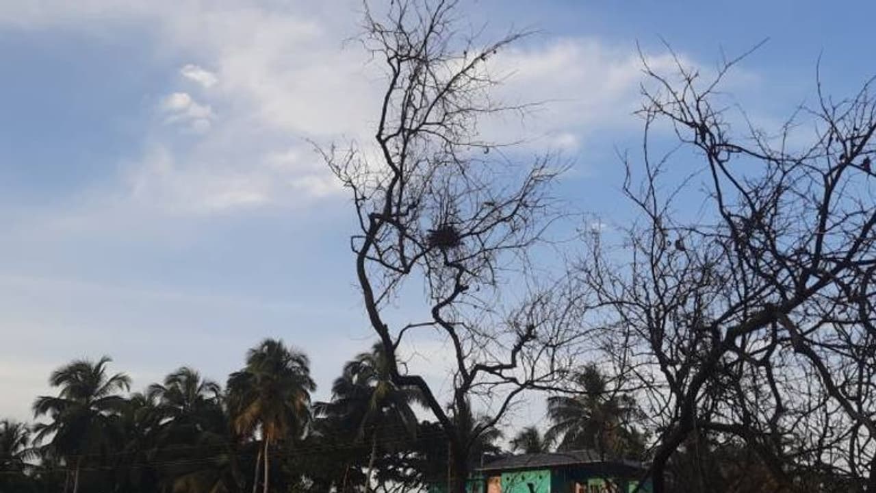 വിശ്വാസം അതല്ലേ എല്ലാം; വികെ പടിയിൽ മുറിച്ച് മാറ്റിയ മരത്തിൽ വീണ്ടും കൂടുകൂട്ടി പക്ഷികൾ, മുട്ടയുമിട്ടു