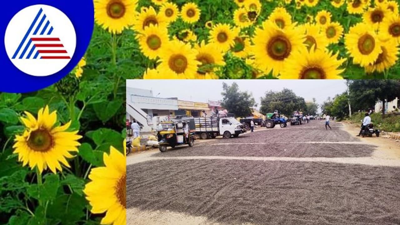 ಸೂರ್ಯಕಾಂತಿ, ಸಜ್ಜೆ ಧಾರಣೆ ಪಾತಾಳಕ್ಕೆ: ರಾಯಚೂರು ರೈತರು ಕಂಗಾಲು ಸೂರ್ಯಕಾಂತಿ, ಸಜ್ಜೆ ಧಾರಣೆ ಪಾತಾಳಕ್ಕೆ: ರಾಯಚೂರು ರೈತರು ಕಂಗಾಲು