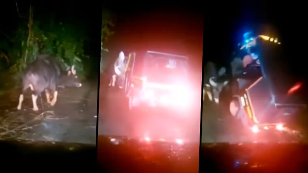 Horrifying! Wild Buffalo flips auto rickshaw with its head; video goes viral