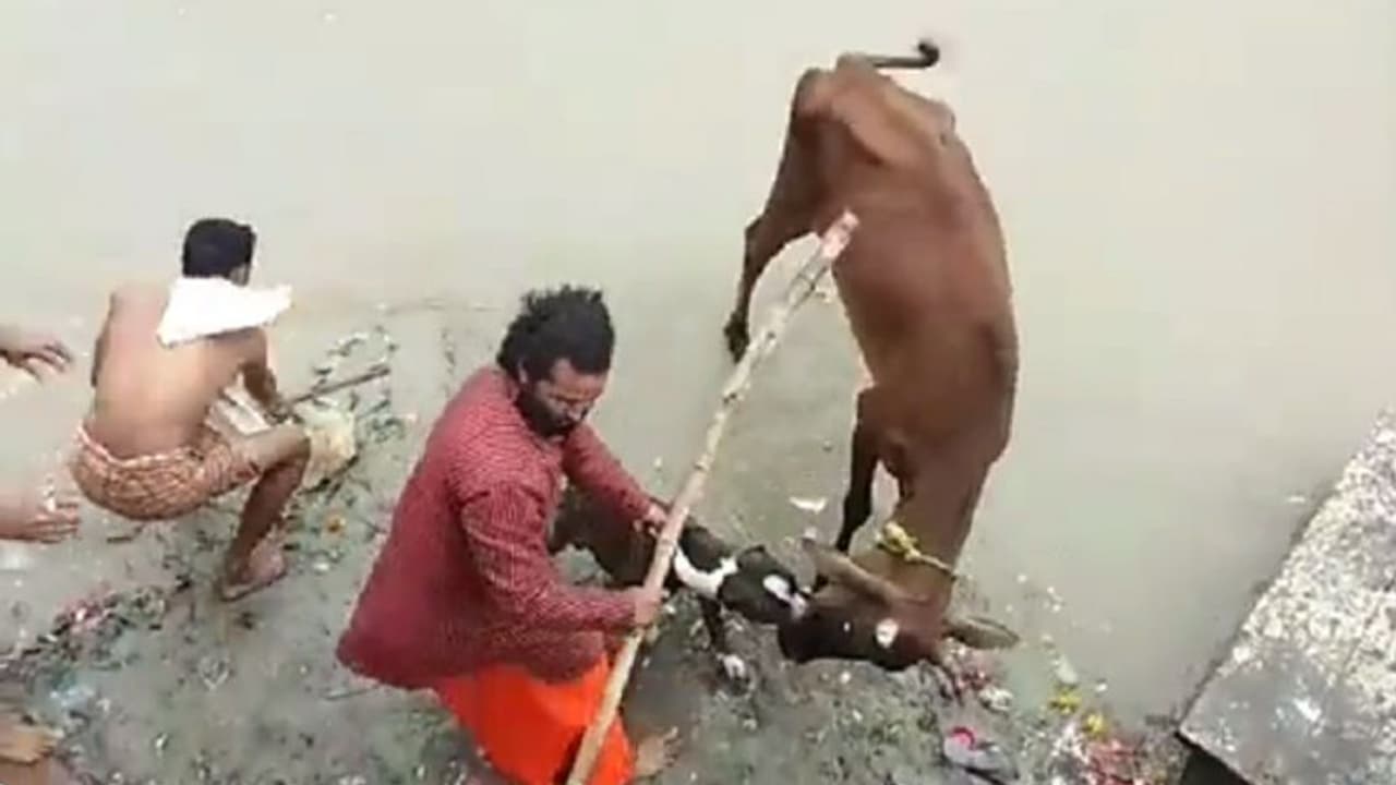 पिटबुल ने गाय पर किया हमला, लोग पीटते रहे फिर भी डॉग ने नहीं छोड़ा देखें वीडियो