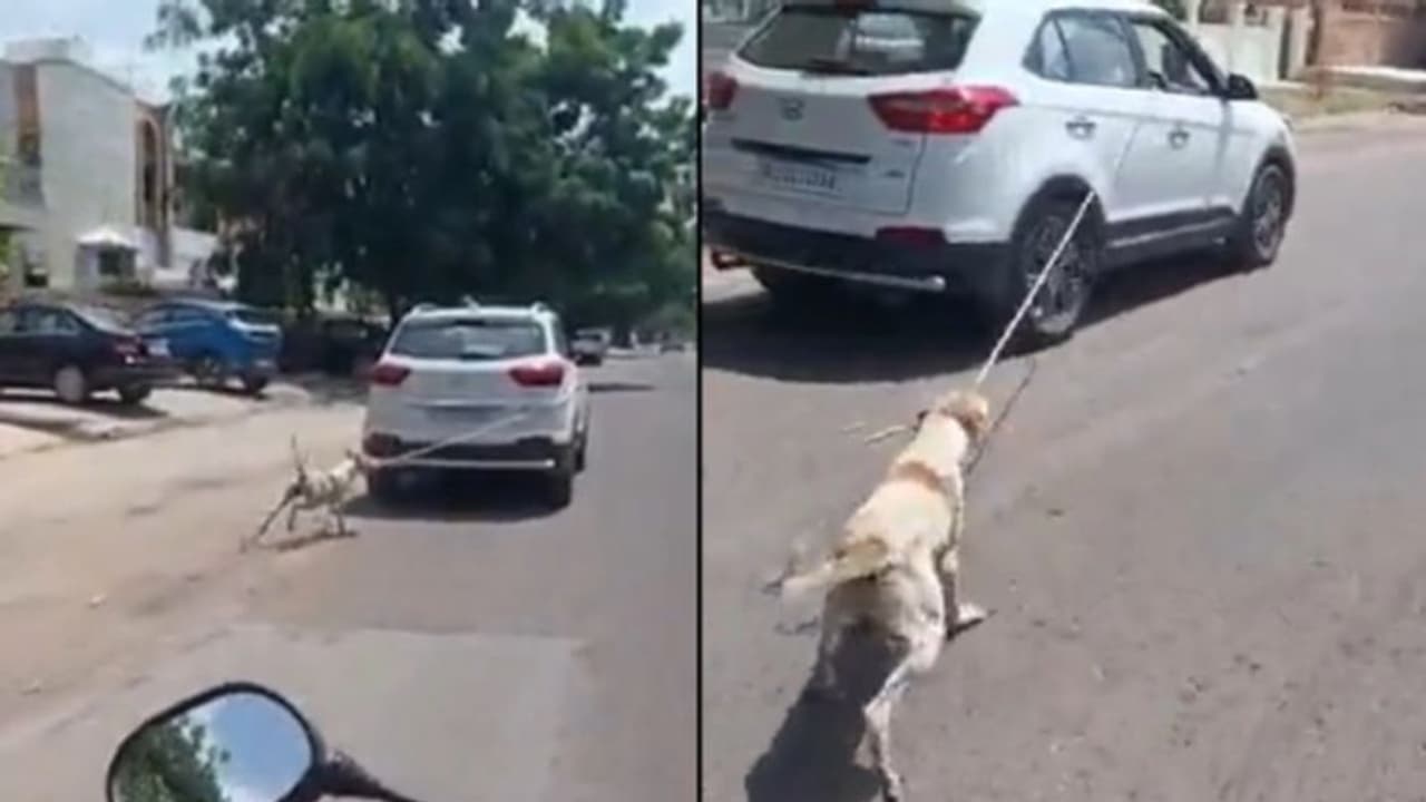 നായയെ കാറിൽ കെട്ടിവലിച്ചത് കുരച്ച് ബഹളം വച്ചതുകൊണ്ട്; കൊടും ക്രൂരതയ്ക്ക് ഡോക്ടറുടെ വിശദീകരണം നായയെ കാറിൽ കെട്ടിവലിച്ചത് കുരച്ച് ബഹളം വച്ചതുകൊണ്ട്; കൊടും ക്രൂരതയ്ക്ക് ഡോക്ടറുടെ വിശദീകരണം