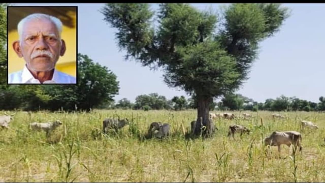 राजस्थान के इस किसान ने गायों के लिए जो किया, उसके लिए लोहे का कलेजा चाहिए, कई बीघा में खड़ी फसल कर दी दान राजस्थान के इस किसान ने गायों के लिए जो किया, उसके लिए लोहे का कलेजा चाहिए, कई बीघा में खड़ी फसल कर दी दान